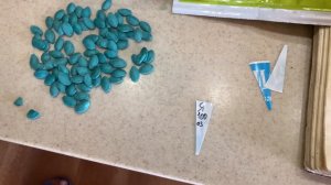 Быстрое проращивание кабачков по - японскому методу.