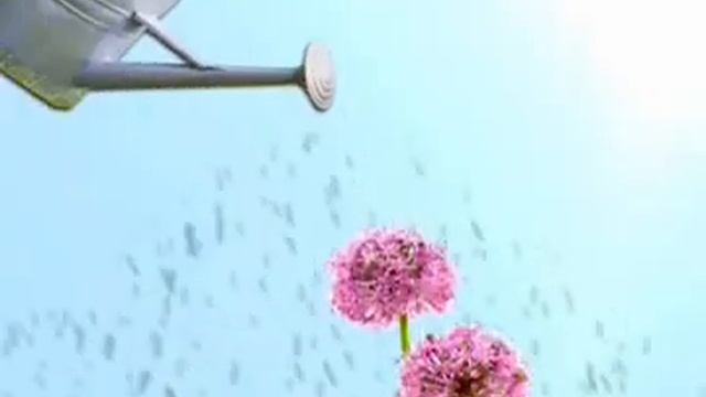 Genista: Características Y Plantación En El Jardín - @Jardinatis