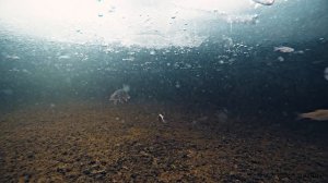 ОГРОМНАЯ ЩУКА И КАРАСИ ОКРУЖИЛИ ЖИВЦА! Рыбалка весной. Подводная съемка