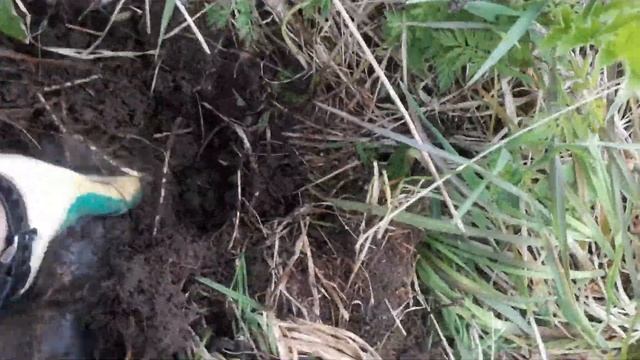 Копать вдвоем всегда веселее. Металлоискатель!! смотреть онлайн