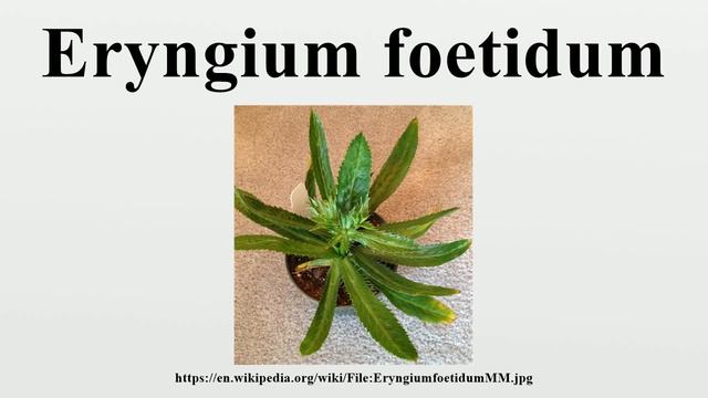 Eryngium foetidum смотреть онлайн