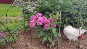 Роза Кармен Вюрт (Carmen Wurth), Кордес, флорибунда