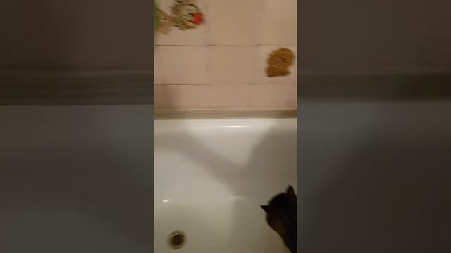 Как правильно купать кота. смотреть онлайн