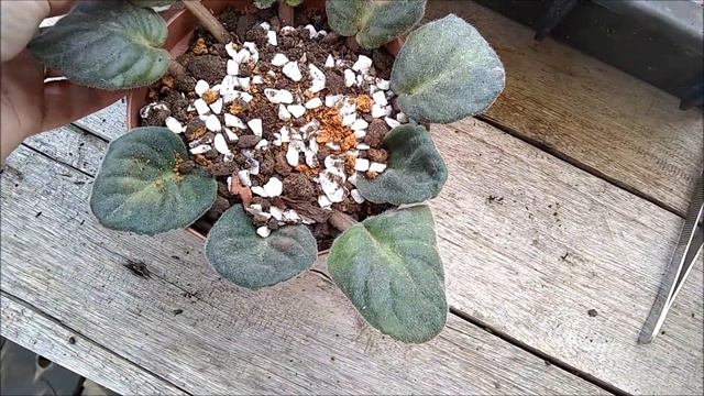 PRIMEIRA PLANTINHA 2021, MEUS OROSTACHYS смотреть онлайн