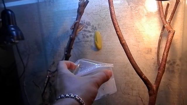 ручная самка смотреть онлайн