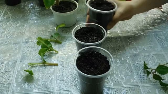 ?Бальзамины Уоллера , выращивание и уход ? смотреть онлайн