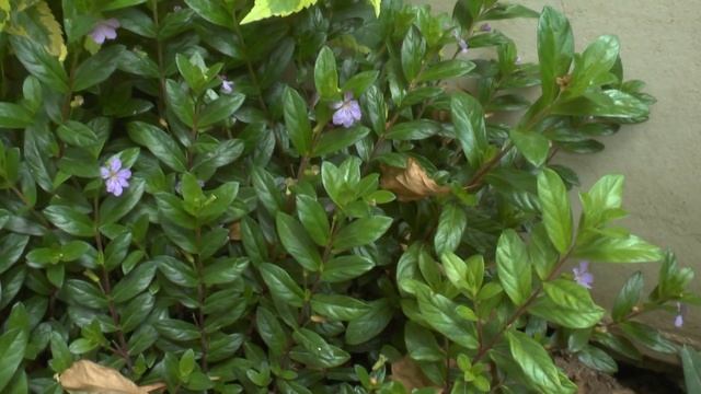 Cuphea hyssopifolia - grow and care смотреть онлайн