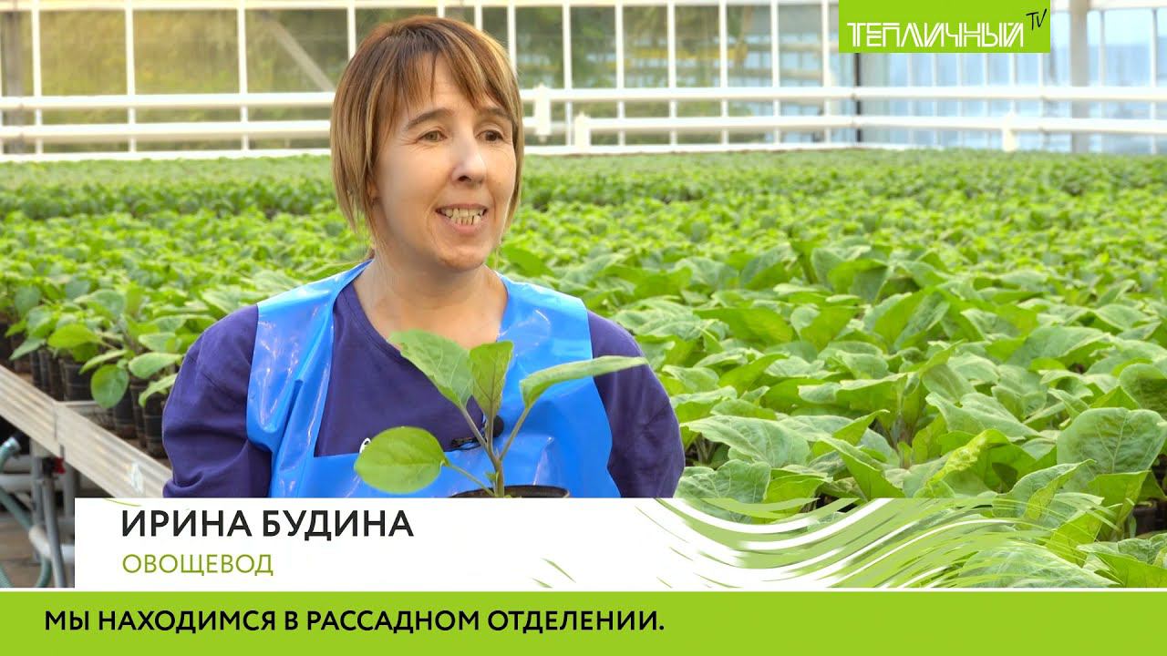 Рассаду баклажанов, перцев и томатов для огородников вырастили в "Тепличном" смотреть онлайн