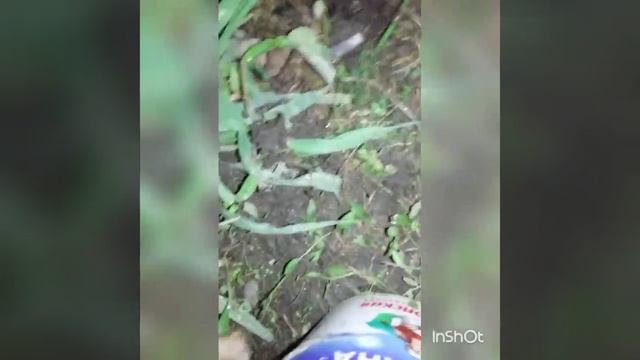 Как ловить ночью выползка ( дождевой червь) смотреть онлайн