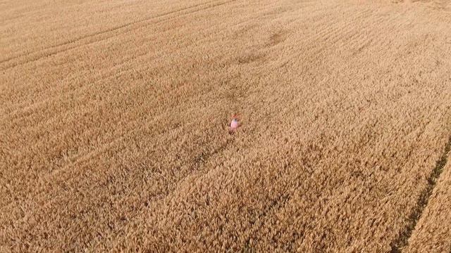 Вика Скрипка смотреть онлайн