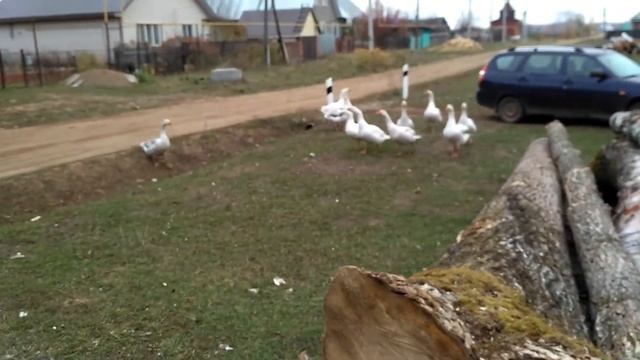 Домашние гуси тоже летают смотреть онлайн