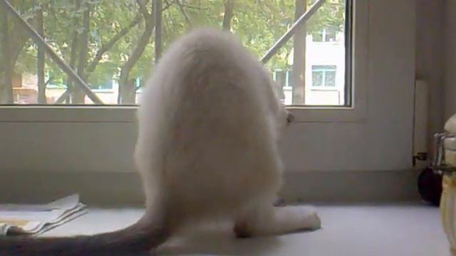 Сиамский котенок Василий смотреть онлайн