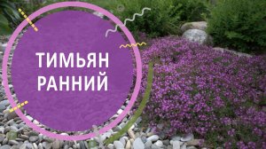 Тимьян ранний | как правильно сажать, и другие секреты