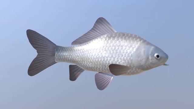 3d model. Fish:Carassius gibelio. 3d модель. Рыба: карась серебряный. смотреть онлайн