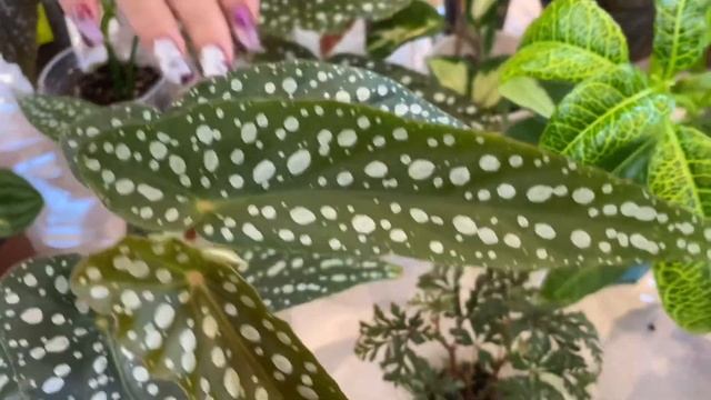 ВЫСТАВКА ЦВЕТОВ/Тростниковая бегония или бегония - Кейн, бегония меланобулата