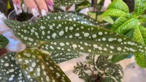 ВЫСТАВКА ЦВЕТОВ/Тростниковая бегония или бегония - Кейн, бегония меланобулата