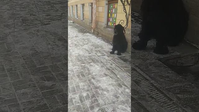 What big dog?😱😍😍 смотреть онлайн