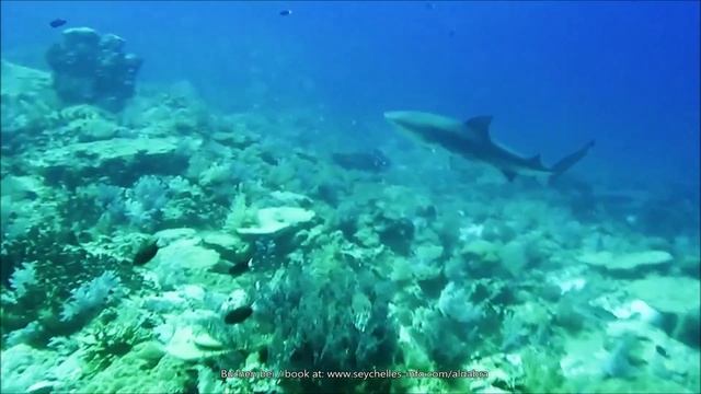 Seychelles: Diving off Aldabra and the Outer Islands смотреть онлайн