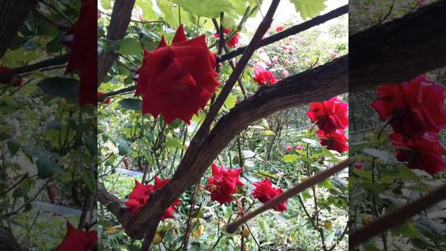 Розовое настроение! Roses.