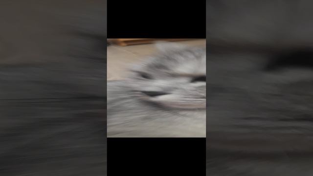 chipi chipi chapa chapa смотреть онлайн
