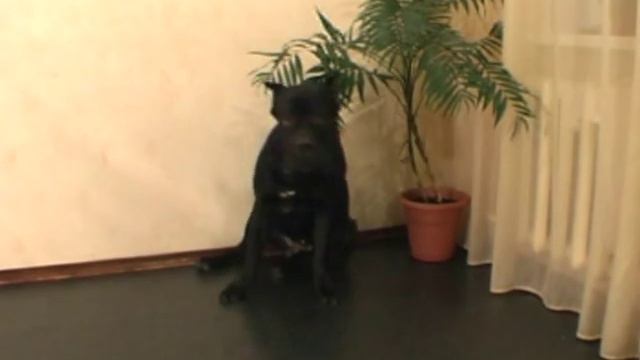 кане корсо танцует смотреть онлайн