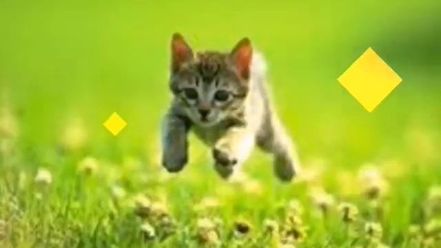 Радостные картинки животных смотреть онлайн