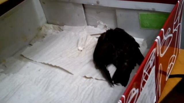 Птенец стрижа, отжимания (готовится к будущим полетам) смотреть онлайн