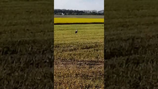 У весцы.(1) смотреть онлайн