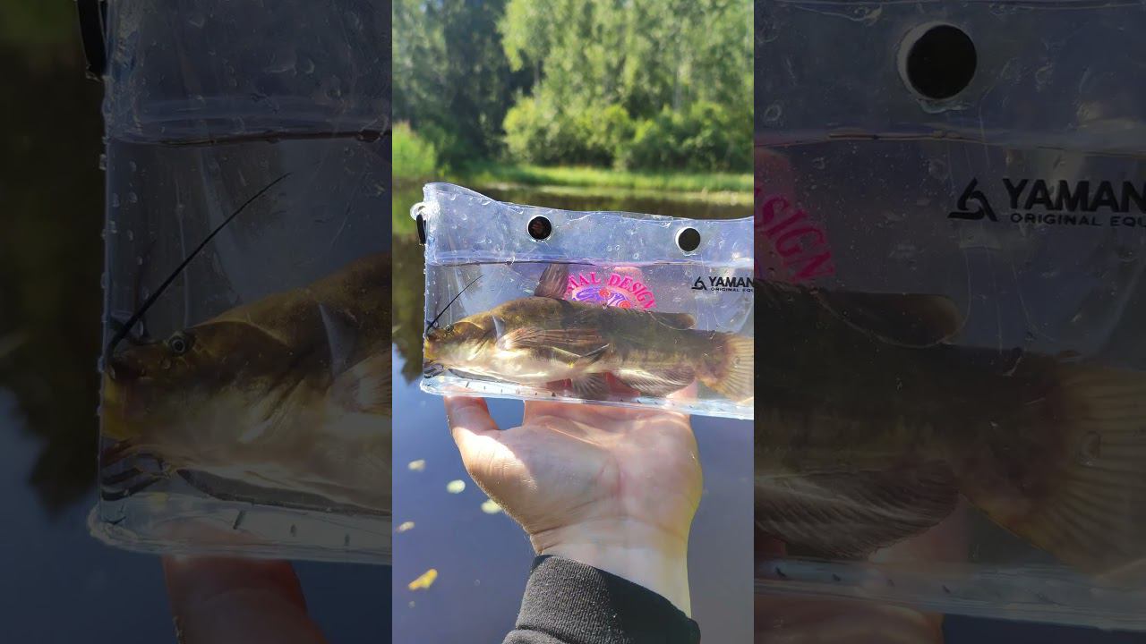 #мормышинг | Американский сомик | смотреть онлайн