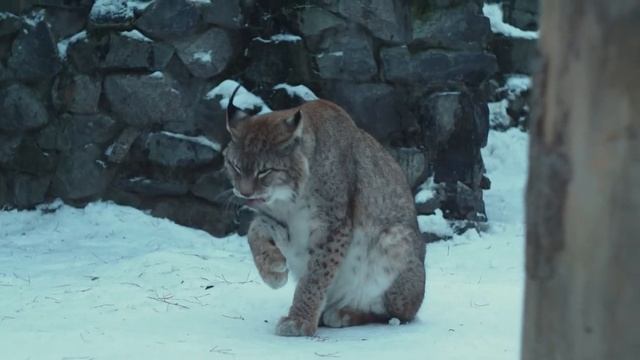 Как умывается рысь смотреть онлайн
