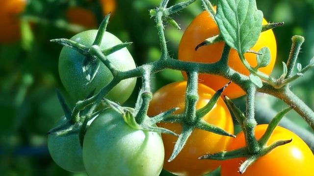 ПОМИДОРЫ ОБОЖАЮТ ЭТУ ПОДКОРМКУ!!! Важная подкормка томатов!!! СУПЕР ПОДКОРМКА!!! смотреть онлайн