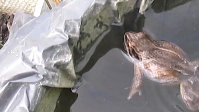 УРА! ЛЯГУШКА НА СВОБОДЕ! смотреть онлайн