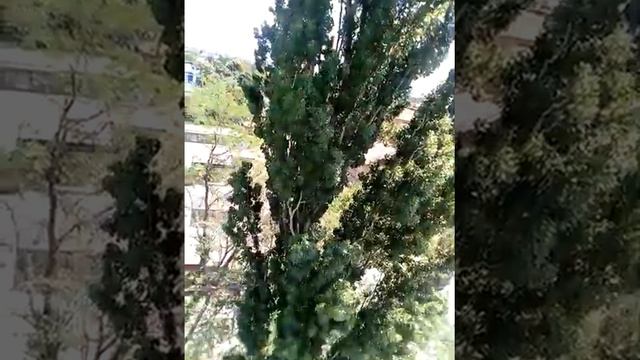 Спил тополя. смотреть онлайн