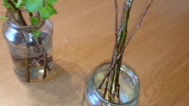 СМОРОДИНА. Как размножить смородину черенками дома! 100% результат. смотреть онлайн