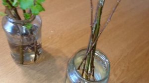 СМОРОДИНА. Как размножить смородину черенками дома! 100% результат.