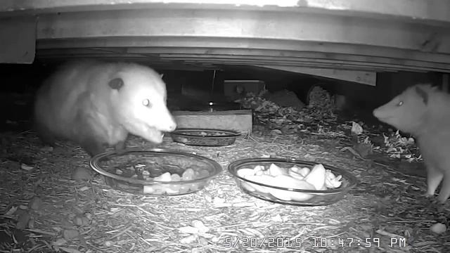 WHITE OPOSSUM - Rare leucistic female Virginia opossum (Didelphis virginiana) 05-20-2015 смотреть онлайн