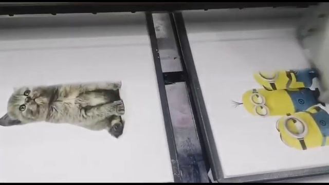 Incredible High-Definition T-Shirt Printing By Leap Color Printing смотреть онлайн