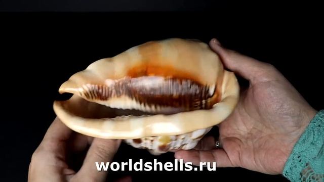 Ципрекассис Руфа (Cypraecassis rufa) 14 см. С дырочкой (Уценка) смотреть онлайн