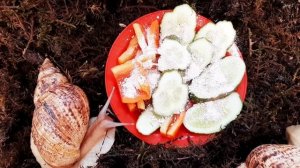 ПИТАНИЕ ДЛЯ БЕРЕМЕННОЙ УЛИТКИ