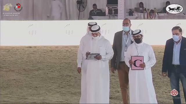 N 227 BAIDAA AL MUAWD Al Dhafrah Arabian Horse Championship 2021 Mares 7+ Years Old Class 5A смотреть онлайн
