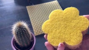 Как легко пересадить кактус / Пересадка кактуса / Как пересаживать кактусы