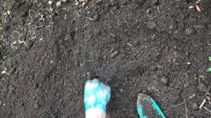 Как правильно высаживать рябчик императорский