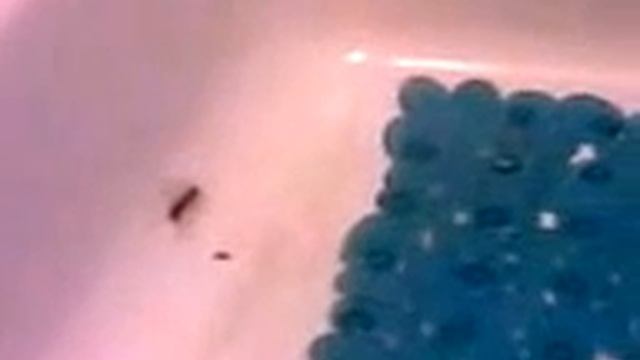 таракан - много ножек смотреть онлайн