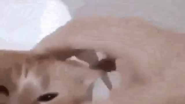 Cat Burger - Meme смотреть онлайн