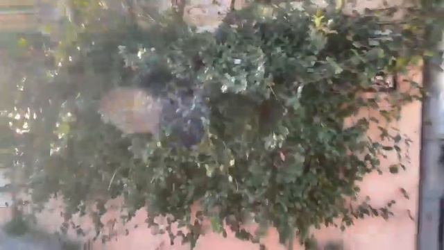 Потрясающе красиво, а всего второй день весны! смотреть онлайн
