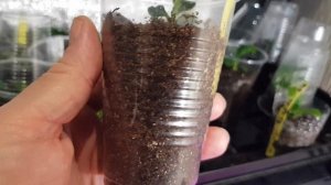 Черенки метельчатых гортензий через 2 недели, черенкование древовидной гортензии?