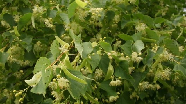 Собираем Цветочки Липы в Лесу для Чая смотреть онлайн