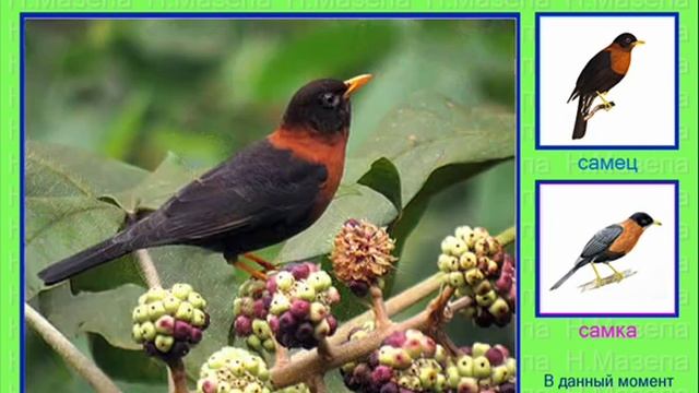 Дрозды Америки. Голоса птиц