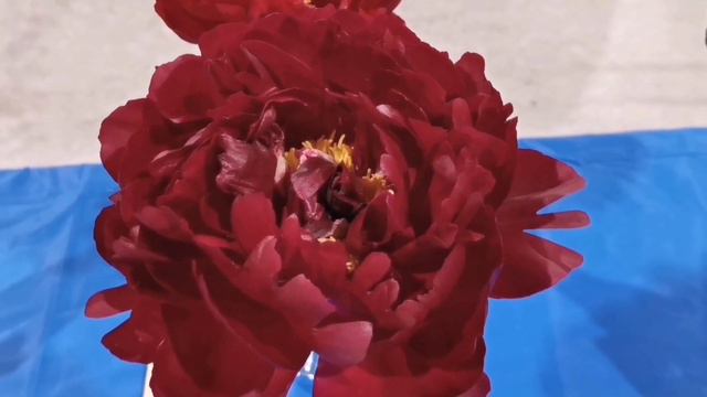 牡丹芍药展2022 红色芍药集锦 Peony Festival ~Red Peonies смотреть онлайн