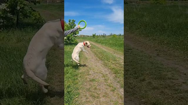 #собака #лабрадор #dog смотреть онлайн